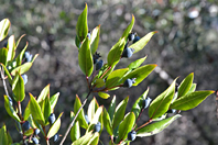Myrtus communis